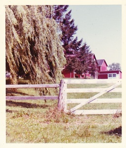 Our farm, Weeping Willow